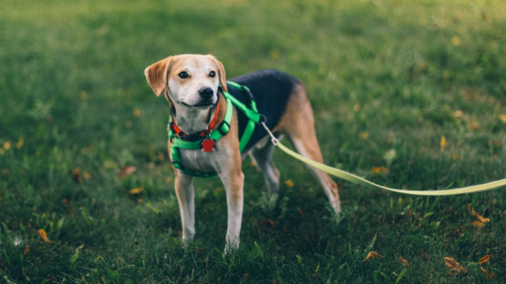 The Fog Leash – A Stylish and Functional Choice for Dog Owners