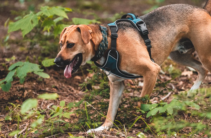 The Fog Leash – A Stylish and Functional Choice for Dog Owners